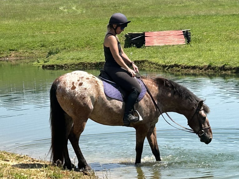 Appaloosa Mix Gelding 5 years 15 hh Bay in White Hall