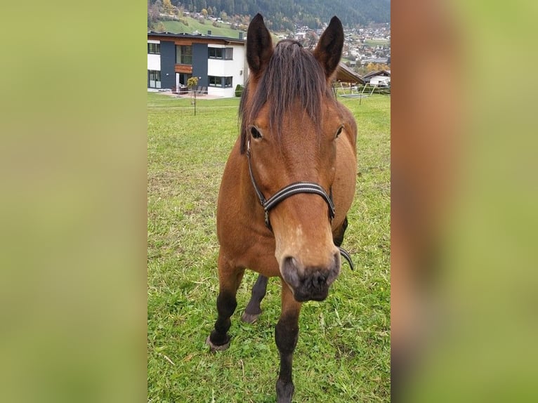 Appaloosa Mix Gelding 5 years 15 hh Brown in Medraz Appaloosa Mix Gelding 5 years 15 hh Brown in Medraz