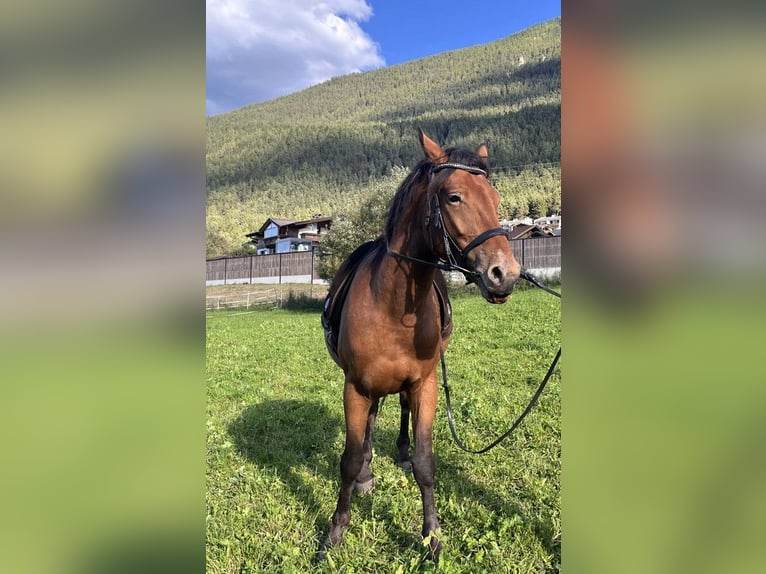 Appaloosa Mix Gelding 5 years 15 hh Brown in Medraz Appaloosa Mix Gelding 5 years 15 hh Brown in Medraz