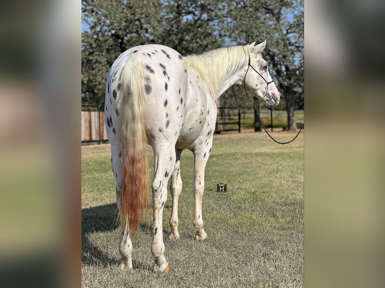 Appaloosa Gelding 5 years 15 hh Leopard-Piebald in Jacksboro TX