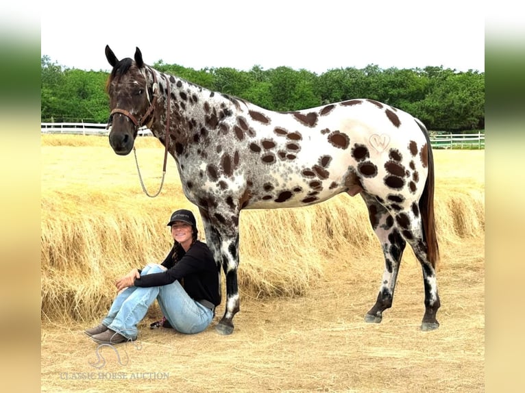 Appaloosa Gelding 5 years 15 hh Leopard-Piebald in Fort Pierce, FL