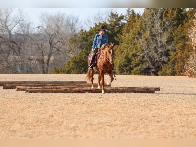Appaloosa Gelding 5 years 15 hh  in Ripley