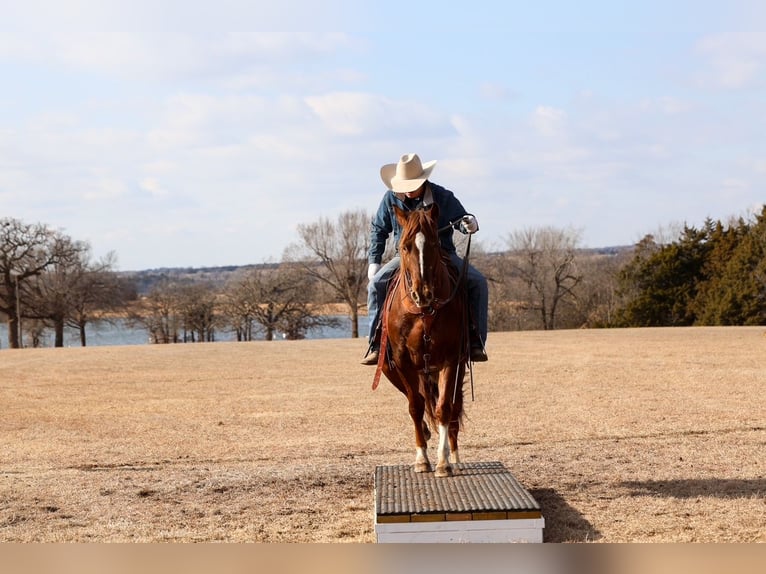 Appaloosa Gelding 5 years 15 hh  in Ripley