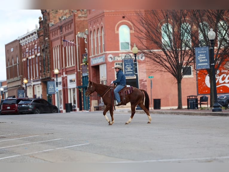 Appaloosa Gelding 5 years 15 hh  in Ripley