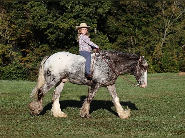 Appaloosa Gelding 5 years 15 hh Roan-Red in Mount Vernon KY