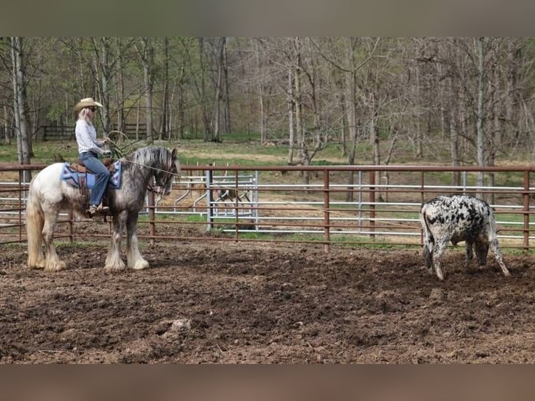 Appaloosa Gelding 5 years 15 hh Roan-Red in Mount Vernon KY