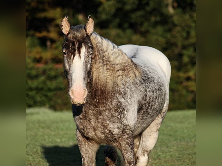 Appaloosa Gelding 5 years 15 hh Roan-Red in Mount Vernon KY