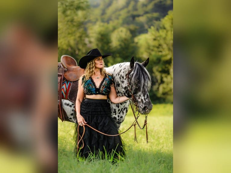 Appaloosa Gelding 5 years 15 hh in Salesville, OH