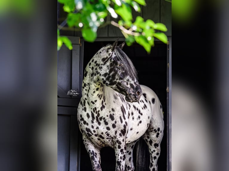 Appaloosa Gelding 5 years 15 hh in Salesville, OH