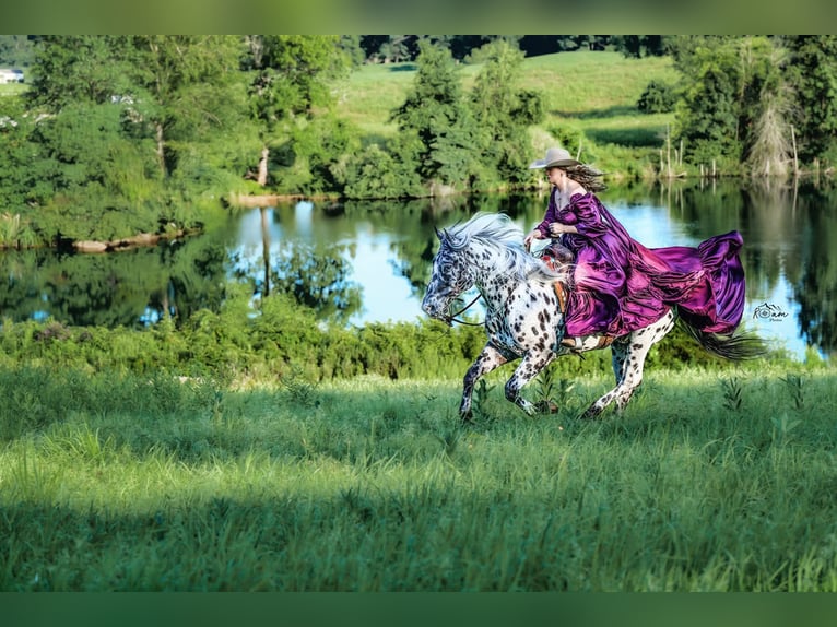 Appaloosa Gelding 5 years 15 hh in Salesville, OH