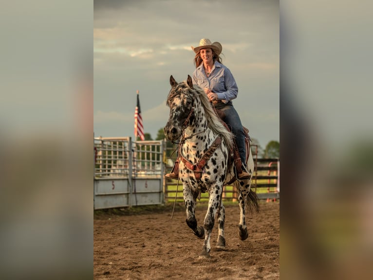 Appaloosa Gelding 5 years 15 hh in Salesville, OH