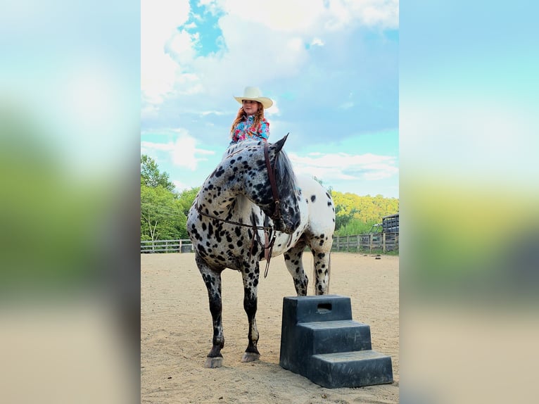 Appaloosa Gelding 5 years 15 hh in Salesville, OH