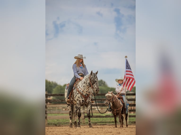 Appaloosa Gelding 5 years 15 hh in Salesville, OH