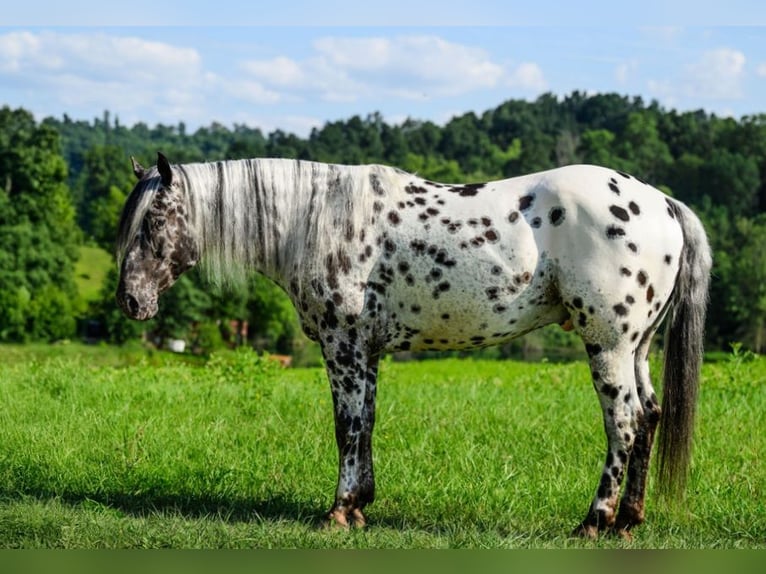 Appaloosa Gelding 5 years 15 hh in Salesville, OH