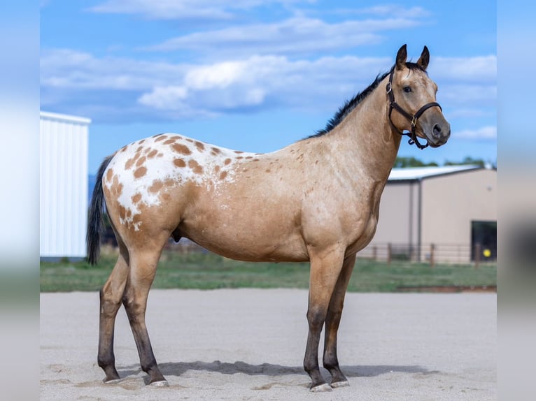 Appaloosa Gelding 5 years 15,1 hh in M&#xFC;nster