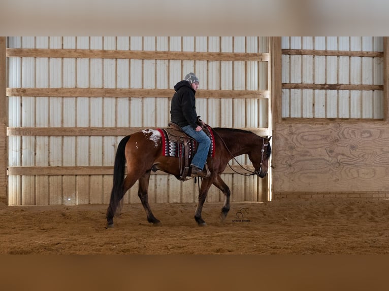 Appaloosa Mix Gelding 5 years 15,2 hh Bay in Fredericksburg