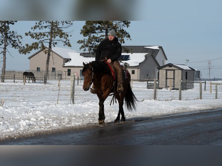 Appaloosa Mix Gelding 5 years 15,2 hh Bay in Fredericksburg