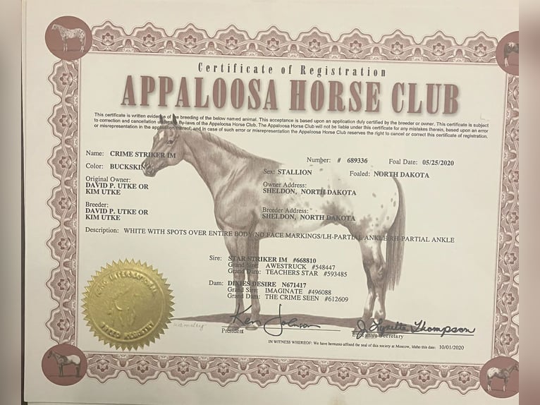 Appaloosa Gelding 5 years 15,2 hh Buckskin in Paicines CA