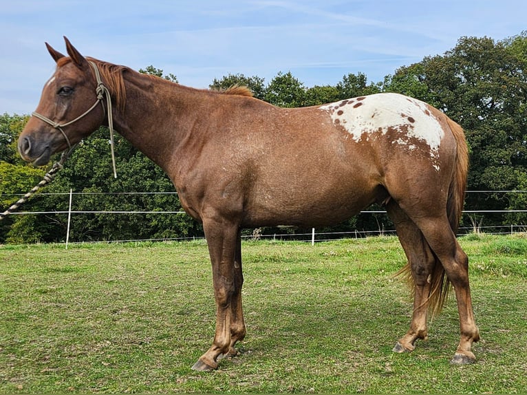Appaloosa Gelding 5 years 15,2 hh Chestnut in Echternacherbrück