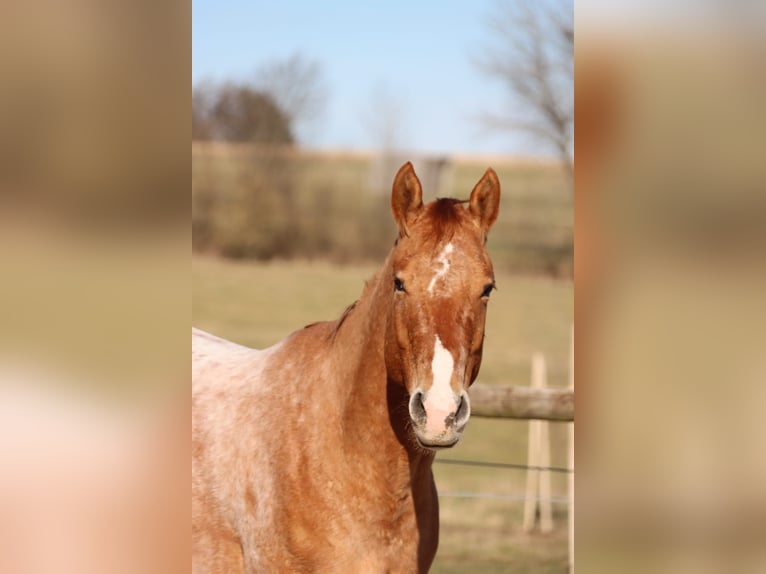Appaloosa Gelding 5 years 15,2 hh Red Dun in Bruchweiler