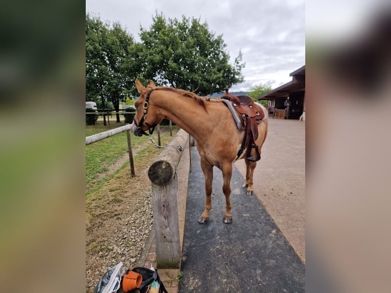 Appaloosa Gelding 5 years 15,2 hh Red Dun in Bruchweiler
