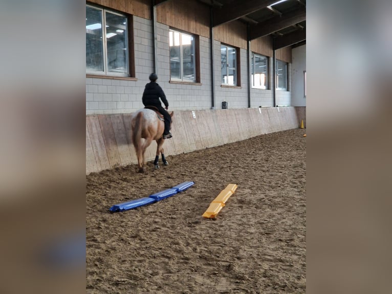 Appaloosa Gelding 5 years 15,2 hh Red Dun in Bruchweiler