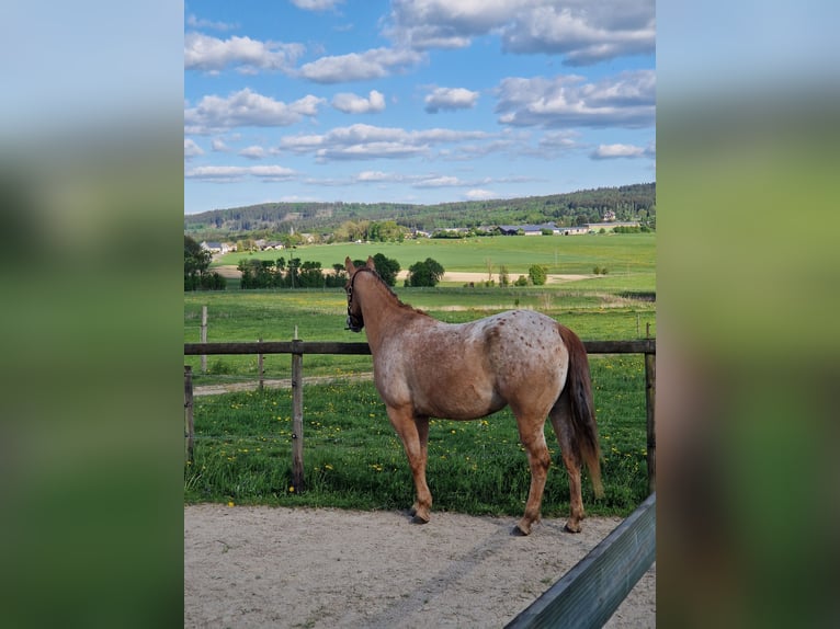 Appaloosa Gelding 5 years 15,2 hh Red Dun in Bruchweiler