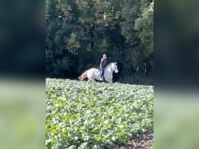 Appaloosa Gelding 5 years 15,3 hh Leopard-Piebald in Kl&#xFC;tz