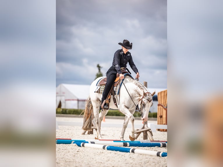Appaloosa Gelding 5 years 15,3 hh Leopard-Piebald in Kl&#xFC;tz