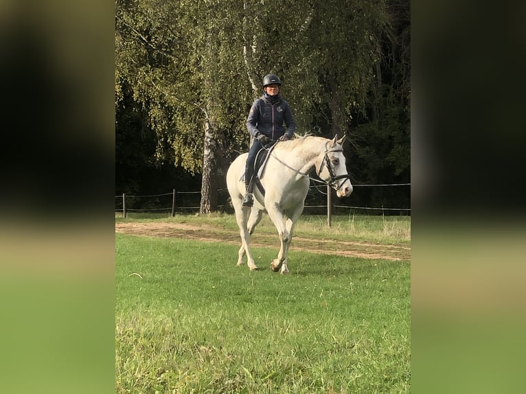 Appaloosa Gelding 5 years 15,3 hh Leopard-Piebald in Kl&#xFC;tz