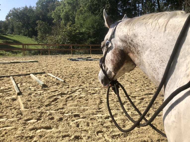 Appaloosa Gelding 5 years 15,3 hh Leopard-Piebald in Kl&#xFC;tz