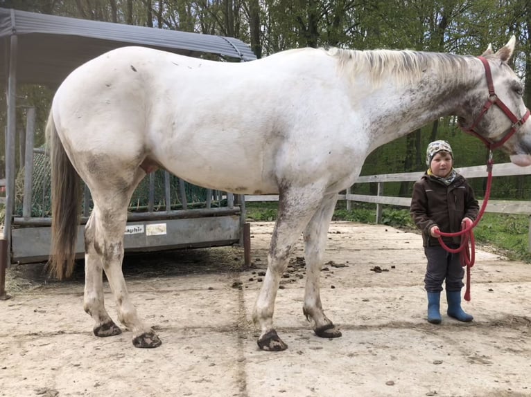 Appaloosa Gelding 5 years 15,3 hh Leopard-Piebald in Kl&#xFC;tz