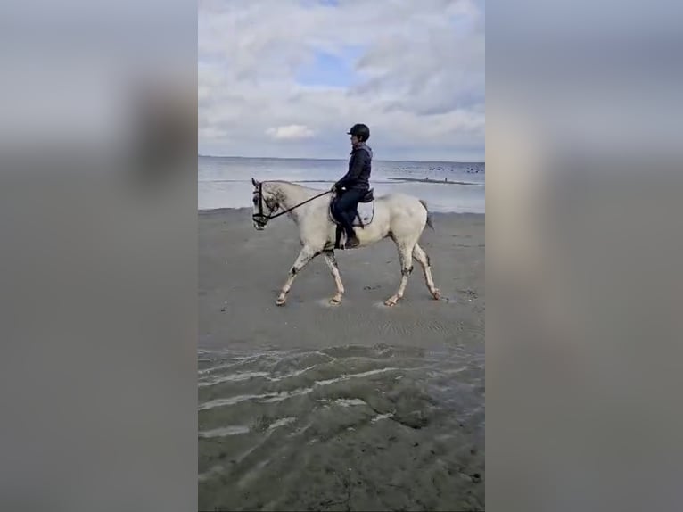 Appaloosa Gelding 5 years 15,3 hh Leopard-Piebald in Kl&#xFC;tz