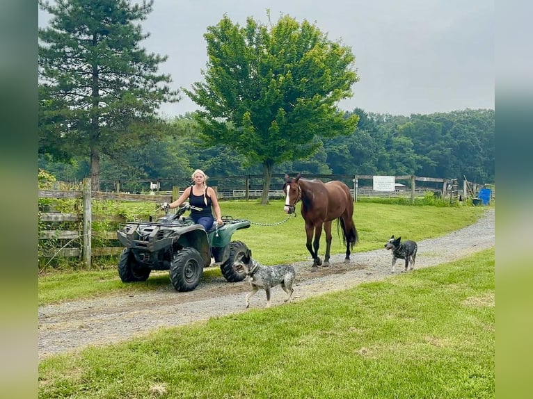 Appaloosa Gelding 5 years 16,1 hh Bay in New Holland