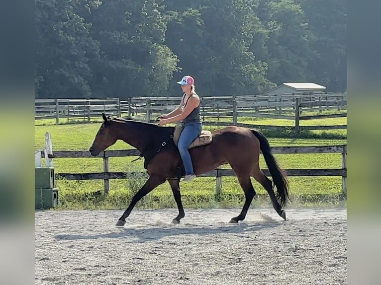 Appaloosa Gelding 5 years 16,1 hh Bay in New Holland