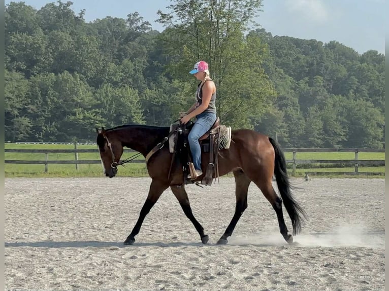 Appaloosa Gelding 5 years 16,1 hh Bay in New Holland