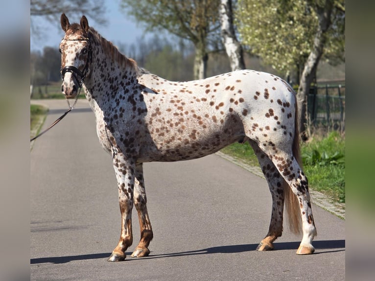 Appaloosa Gelding 5 years 16 hh Leopard-Piebald in Someren
