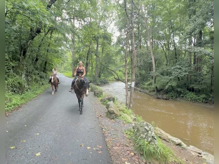 Appaloosa Gelding 5 years 16,1 hh Bay in New Holland
