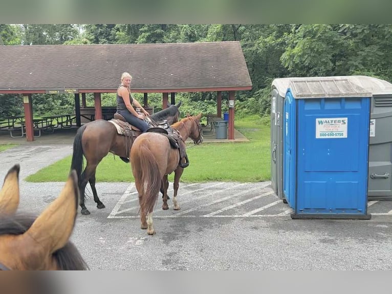Appaloosa Gelding 5 years 16,1 hh Bay in New Holland