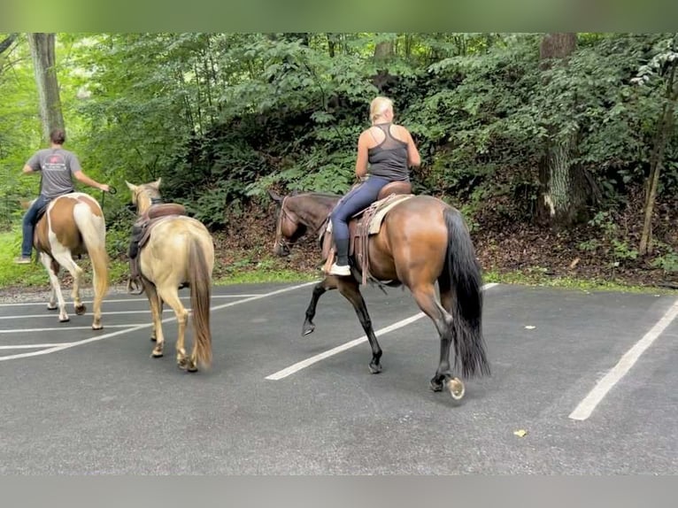 Appaloosa Gelding 5 years 16,1 hh Bay in New Holland