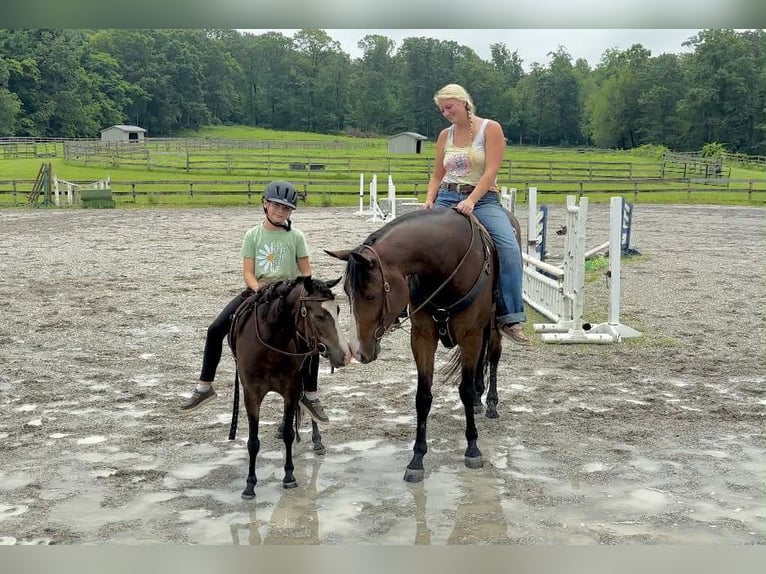 Appaloosa Gelding 5 years 16,1 hh Bay in New Holland