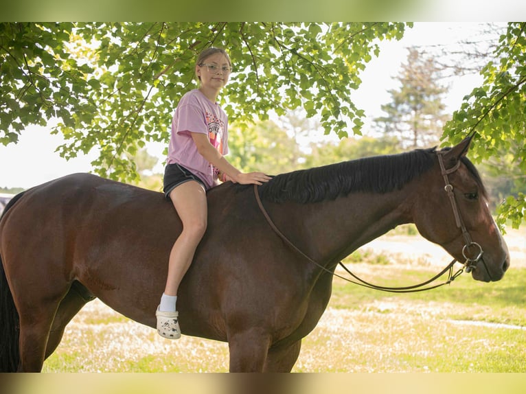 Appaloosa Gelding 5 years 16,1 hh Bay in New Holland