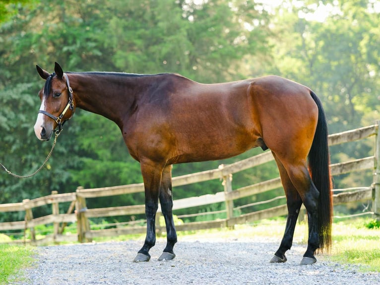 Appaloosa Gelding 5 years 16,1 hh Bay in New Holland