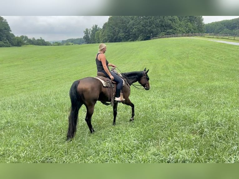 Appaloosa Gelding 5 years 16,1 hh Bay in New Holland