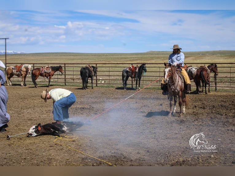 Appaloosa Gelding 5 years Chestnut in Cody
