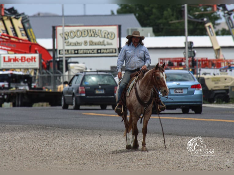 Appaloosa Gelding 5 years Chestnut in Cody
