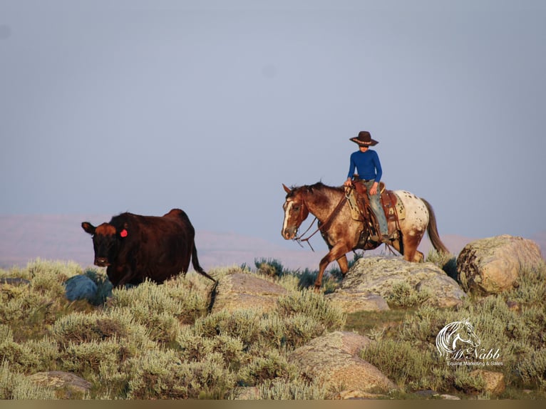 Appaloosa Gelding 5 years Chestnut in Cody