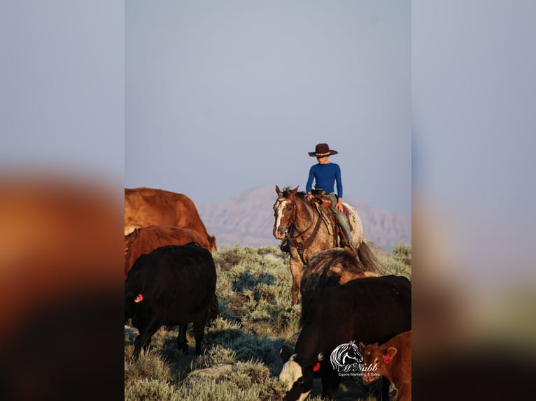 Appaloosa Gelding 5 years Chestnut in Cody