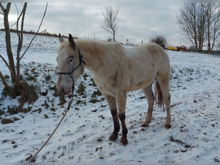 Appaloosa Gelding 5 years in Lichtenau