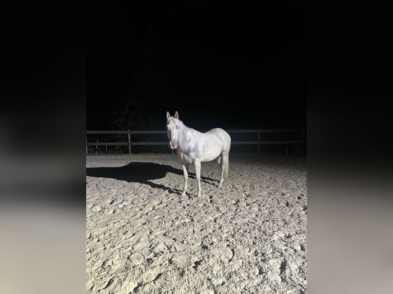 Appaloosa Gelding 5 years Palomino in Höchenschwand